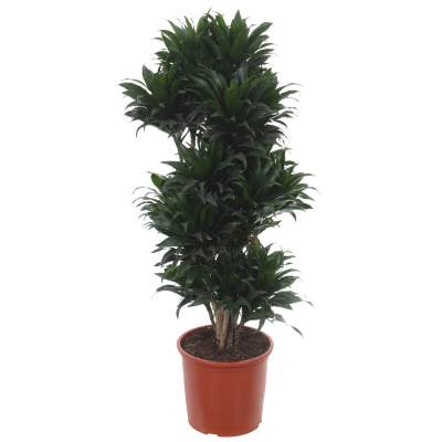Изображение товара Драцена Orangery drac.fr. Compacta vertakt 31/120
