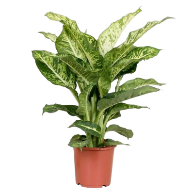 Изображение товара Диффенбахия Orangery dieffenb mars 17/65 - эффектное комнатное растение для домашнего интерьера