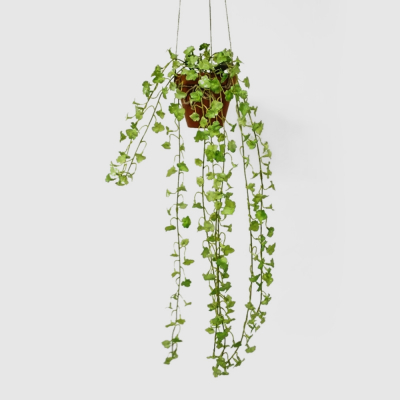 Изображение товара Плющ Конэко-О ампельный, искусственный с мелким листом из латекса 60 см в кашпо