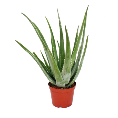 Изображение товара Алоэ Orangery aloe vera 10. 5/25 - неприхотливое комнатное растение для дома и офиса