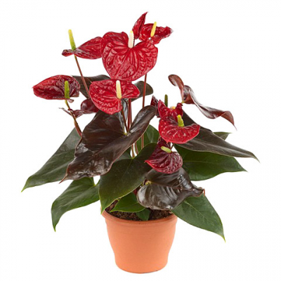 Изображение товара Антуриум Orangery anth. Andr.coral champion 12/50