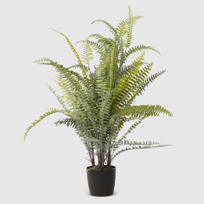Изображение товара Папоротник в кашпо Конэко-О 90 см зеленый для интерьера и улицы Изображение товара Папоротник в кашпо Конэко-О 90 см зеленый для интерьера и улицы