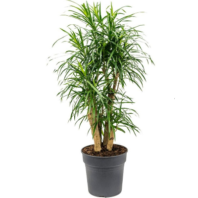 Изображение товара Драцена Orangery dracaena reflexa anita 24/100