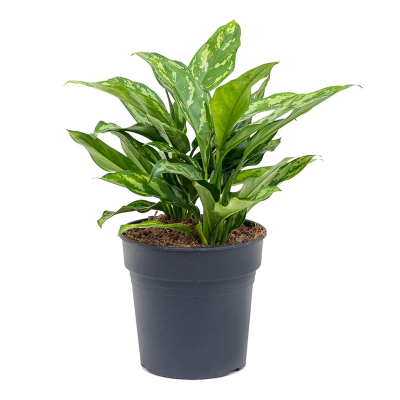 Изображение товара Аглаонема Orangery aglaonema maria 12/35 - комнатное цветущее растение Изображение товара Аглаонема Orangery aglaonema maria 12/35 - комнатное цветущее растение