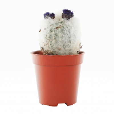 Изображение товара Кактус Orangery cactus mix 5.5/10 deco