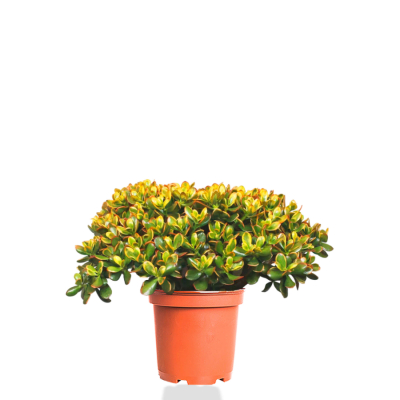 Изображение товара Крассула crassula ovata sunset 44/60