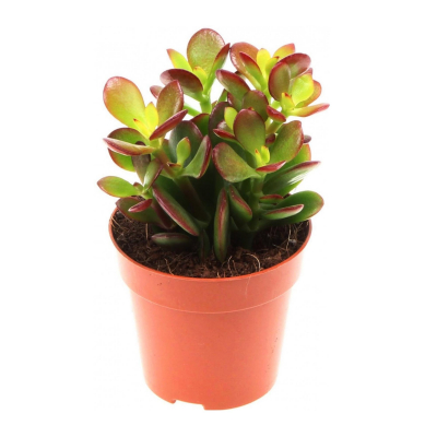 Изображение товара Крассула Orangery crassula ov. minor 9/10 - компактное и красивое комнатное растение