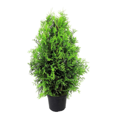 Изображение товара Туя Orangery Thuja Brabant 19/70 зелёное лиственное растение для сада Изображение товара Туя Orangery Thuja Brabant 19/70 зелёное лиственное растение для сада