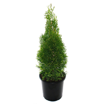 Изображение товара Туя Orangery Thuja Smaragd 21/80