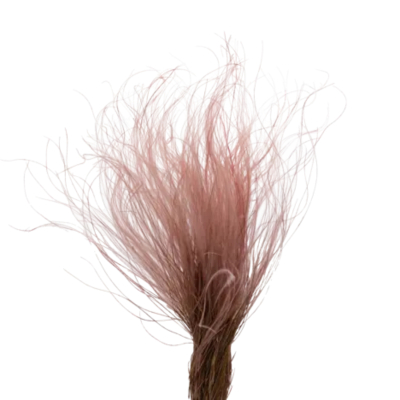 Изображение товара Сухоцвет Donna Flor стифа ковыль 40 см вишневый