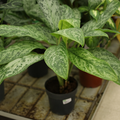 Изображение товара Аглаонема aglaonema gala red 19/55