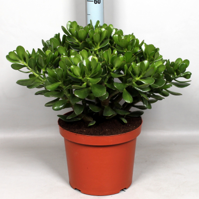 Изображение товара Крассула Orangery Crassula Ovata 30/70 - суккулент домашний цветок