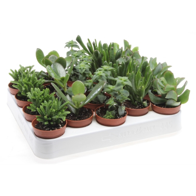 Изображение товара Крассула Orangery crassula mix 5/12