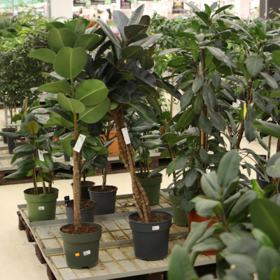 Изображение товара Фикус ficus elast.burgundy 30/160gevl st Изображение товара Фикус ficus elast.burgundy 30/160gevl st