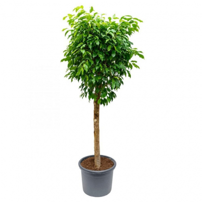 Изображение товара Фикус Orangery Ficus benj. exotica 24/100 - комнатное декоративное растение Изображение товара Фикус Orangery Ficus benj. exotica 24/100 - комнатное декоративное растение