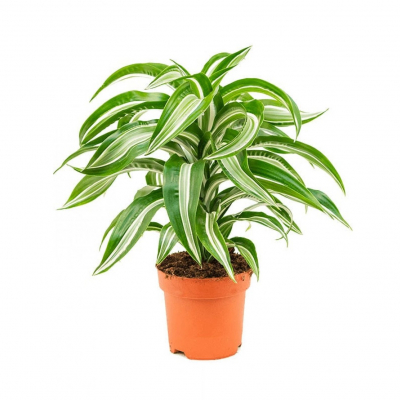 Изображение товара Драцена Orangery drac. Der.jadejewel 24/135 3pp