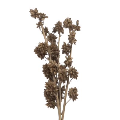 Изображение товара Сухоцветы Donna Flor солодка 3 ветки натуральные украшения интерьера