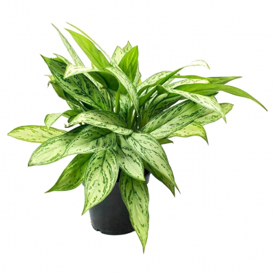 Изображение товара Аглаонема Orangery aglaonema silver queen 13/35