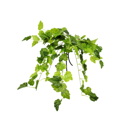 Изображение товара Плющ Конэко-О ампельный 80 см