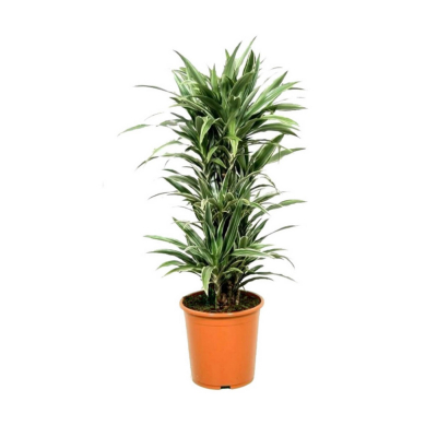 Изображение товара Драцена Orangery drac. Der.warneckei 24/100 Изображение товара Драцена Orangery drac. Der.warneckei 24/100