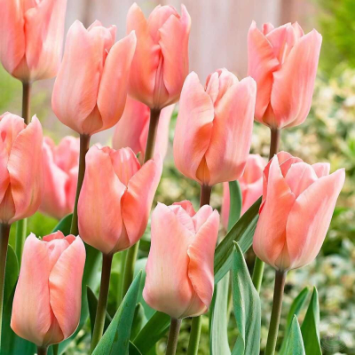 Изображение товара Луковицы Lefeber Тюльпан Apricot Perfection 10 шт