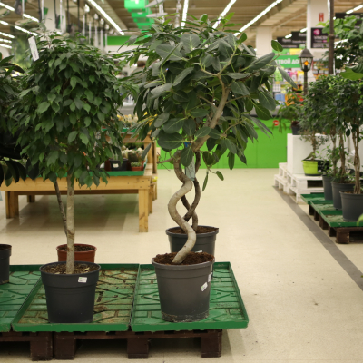 Изображение товара [Растение] FicusGene Audrey 31/130 sp - декоративный фикус с компактной короной