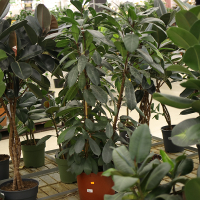Изображение товара Фикус ficus binn.amstel king 27/190 Изображение товара Фикус ficus binn.amstel king 27/190