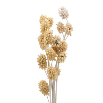 Изображение товара Сухоцветы Donna Flor солодка, 3 ветки, беленые, 60 см для декора интерьера