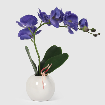 Изображение товара Орхидея Конэко-О 567 в белом кашпо 40 см