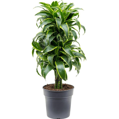 Изображение товара Драцена Orangery drac. fr. comp. dorado 19/80 2pp - комнатное растение необычная листва