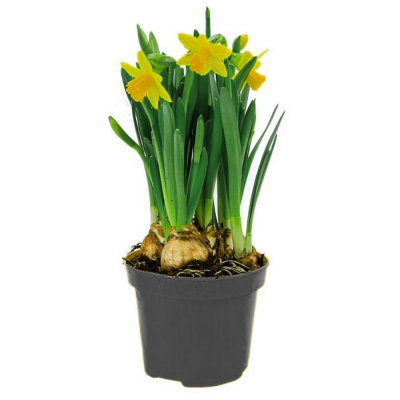 Изображение товара Нарцисс Orangery narcissus dub gold medal 13/20