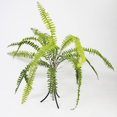 Изображение товара Папоротник Конэко-О KR_10139 60 см
