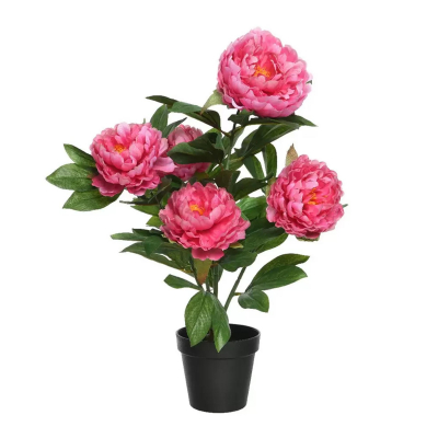 Изображение товара Пион Orangery paeonia mix 14/45