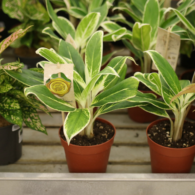 Изображение товара Аглаонема aglaon exclusive mix 19/55