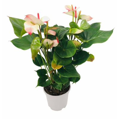 Изображение товара Антуриум Orangery anth. Andr. Spirit 14/50 - цветущее комнатное растение Изображение товара Антуриум Orangery anth. Andr. Spirit 14/50 - цветущее комнатное растение