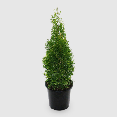 Изображение товара Туя Orangery Thuja Smaragd 19/60