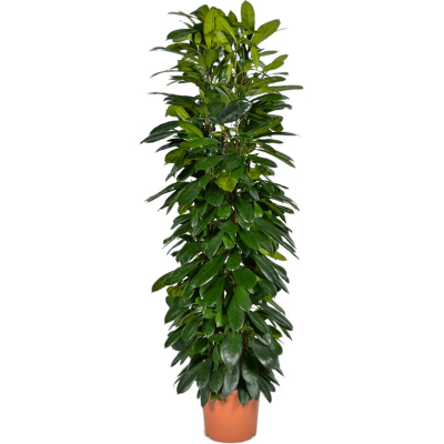 Изображение товара Фикус Orangery Ficusb cyathistipula 21/110 - комнатное растение для дома и офиса