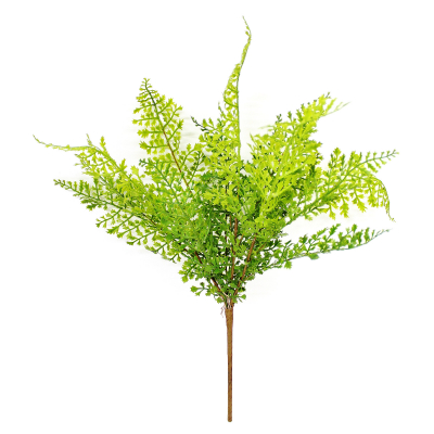 Изображение товара Папоротник Конэко-О декоративный