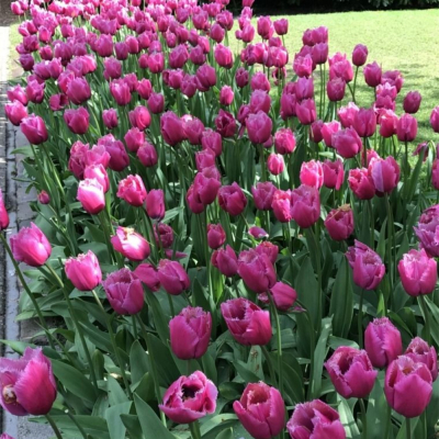 Изображение товара Луковицы Lefeber Тюльпан Louvre 10 шт