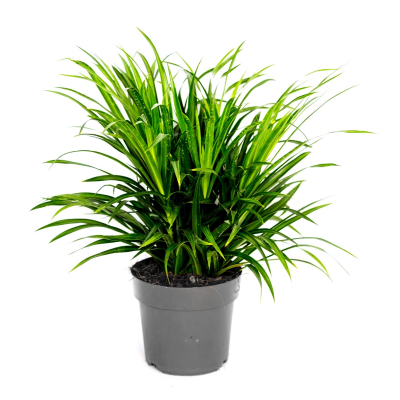 Изображение товара Драцена Orangery Anita 90 см с пёстрой листвой