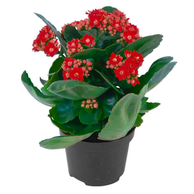Изображение товара Каланхое Orangery kalanch.royal don 15/30