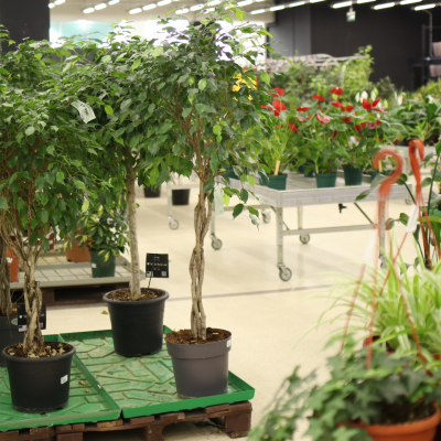 Изображение товара Фикус Benj. Exotica 27/140 - компактный декоративный фикус с эффектной кроной Изображение товара Фикус Benj. Exotica 27/140 - компактный декоративный фикус с эффектной кроной