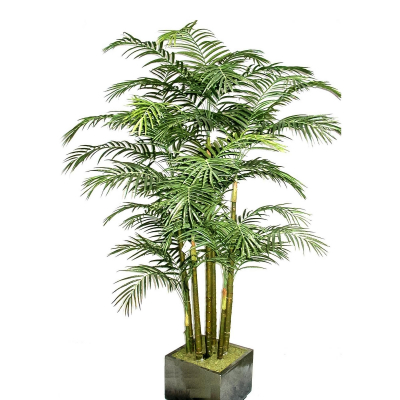 Изображение товара Пальма арека Конэко-О 228 см
