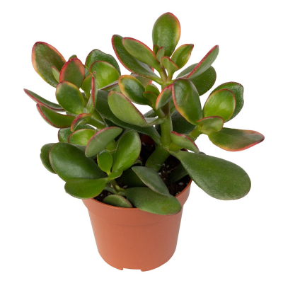 Изображение товара Крассула Orangery crassula ov. Sunset 10/20
