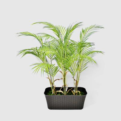 Изображение товара Пальма в кашпо Конэко-О высота 80 см