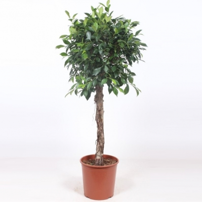 Изображение товара Фикус Orangery ficus nitida 31/140 - комнатное растение для дома и офиса Изображение товара Фикус Orangery ficus nitida 31/140 - комнатное растение для дома и офиса
