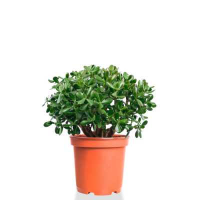 Изображение товара Крассула crassula ovata 21/50