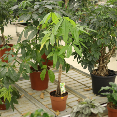 Изображение товара Растение Пахира Pachira aquatica 21/80 gevl