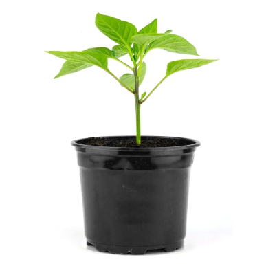 Изображение товара Перец ТК р9