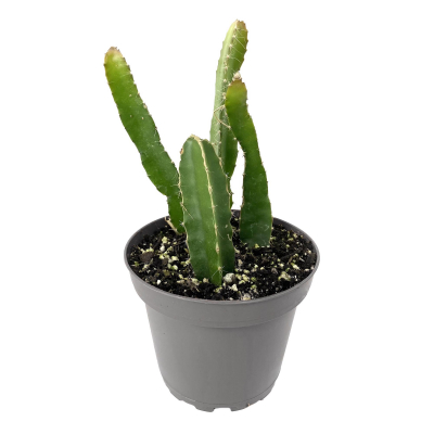 Изображение товара Кактус Orangery cactus hylocereus pitahaya 12/30